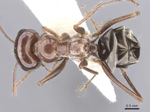 Cataglyphis fossilis specimen CASENT0912198 image casent0912198_1