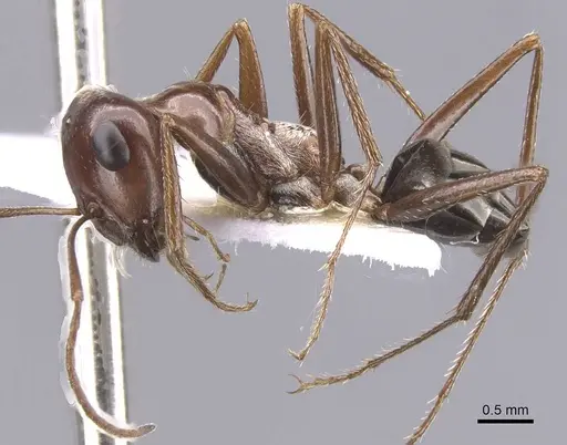 Cataglyphis fossilis specimen CASENT0912198 image casent0912198_3