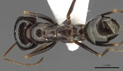 Cataglyphis fossilis specimen CASENT0915496 image casent0915496_1