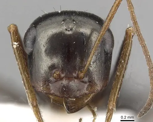 Cataglyphis fossilis specimen CASENT0915496 image casent0915496_2