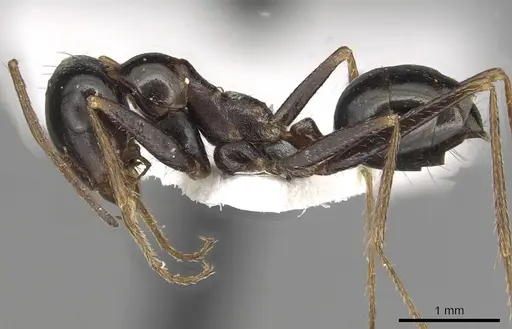 Cataglyphis fossilis specimen CASENT0915496 image casent0915496_3