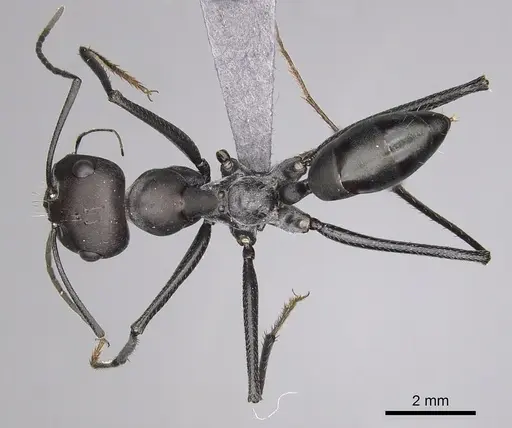 Cataglyphis holgerseni specimen CASENT0263969 image casent0263969_1