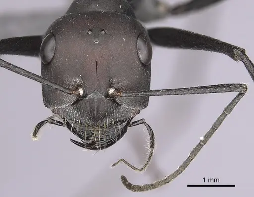 Cataglyphis holgerseni specimen CASENT0263969 image casent0263969_2