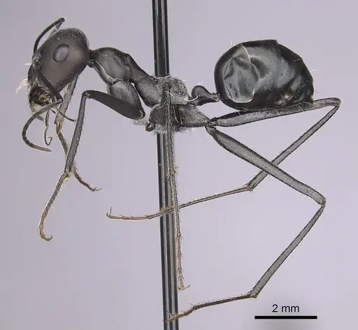 Cataglyphis holgerseni specimen CASENT0263969 image casent0263969_3