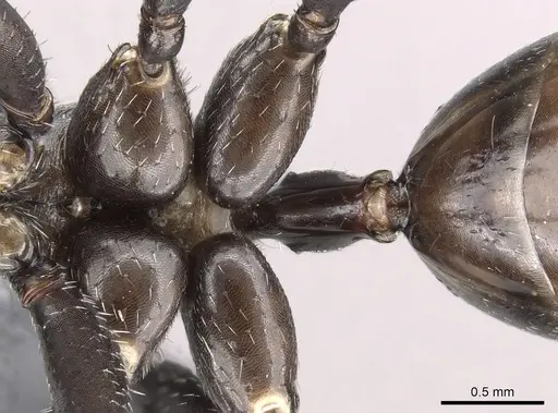 Cataglyphis holgerseni specimen CASENT0317385 image casent0317385_1