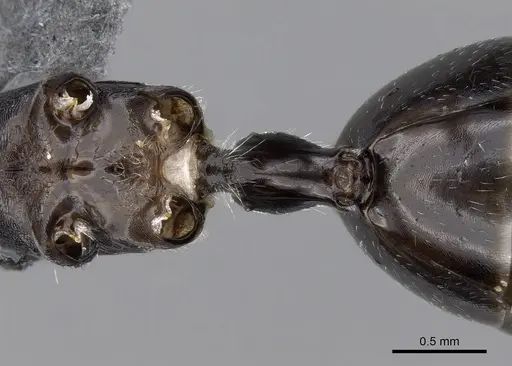 Cataglyphis holgerseni specimen CASENT0317386 image casent0317386_1