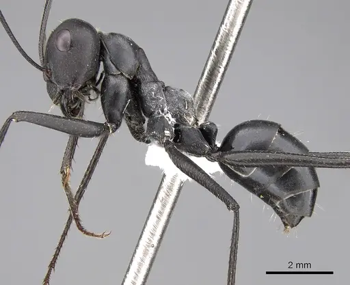 Cataglyphis holgerseni specimen CASENT0906535 image casent0906535_3