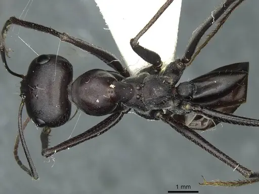 Cataglyphis holgerseni specimen CASENT0912232 image casent0912232_1