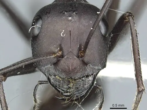 Cataglyphis holgerseni specimen CASENT0912232 image casent0912232_2