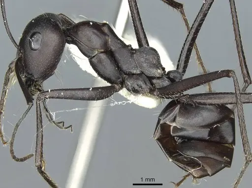 Cataglyphis holgerseni specimen CASENT0912232 image casent0912232_3