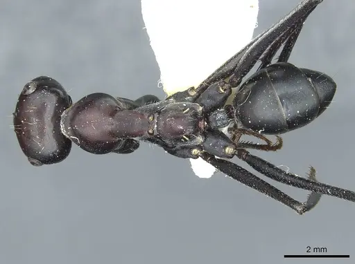 Cataglyphis holgerseni specimen CASENT0912233 image casent0912233_1