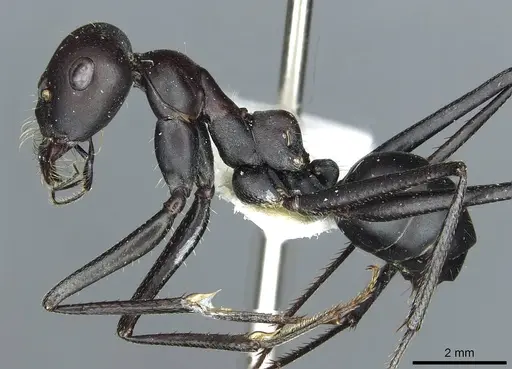 Cataglyphis holgerseni specimen CASENT0912233 image casent0912233_3