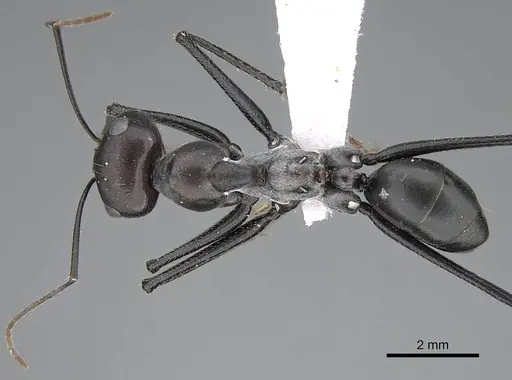 Cataglyphis holgerseni specimen CASENT0922272 image casent0922272_1