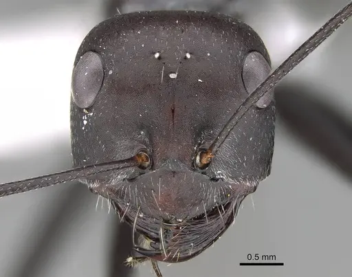 Cataglyphis holgerseni specimen CASENT0922272 image casent0922272_2