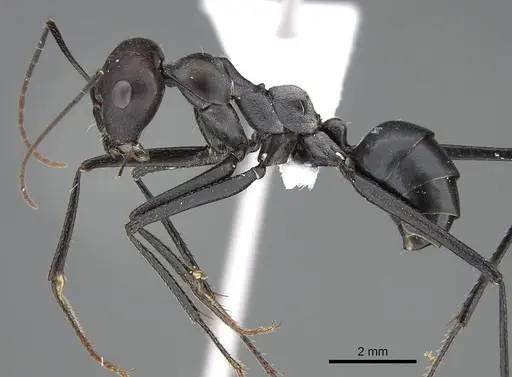 Cataglyphis holgerseni specimen CASENT0922272 image casent0922272_3