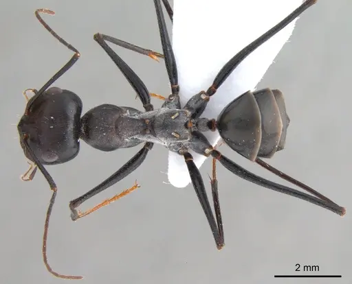 Cataglyphis isis specimen ANTWEB1008061 image antweb1008061_1