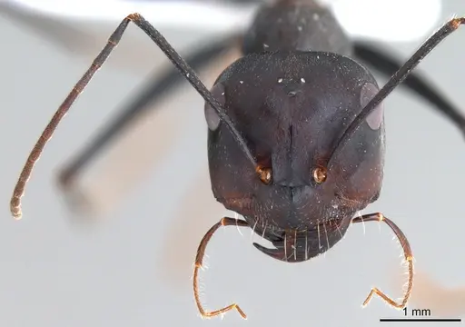 Cataglyphis isis specimen ANTWEB1008061 image antweb1008061_2