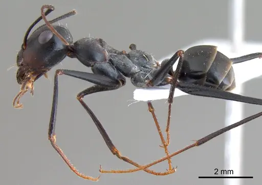 Cataglyphis isis specimen ANTWEB1008061 image antweb1008061_3