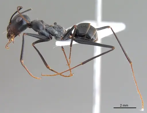 Cataglyphis isis specimen ANTWEB1008061 image antweb1008061_4