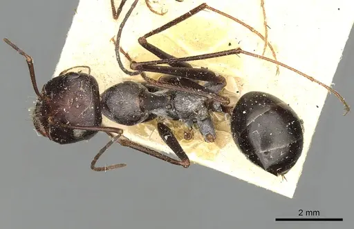 Cataglyphis isis specimen CASENT0249889 image casent0249889_1