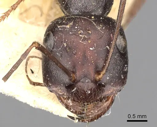 Cataglyphis isis specimen CASENT0249889 image casent0249889_2