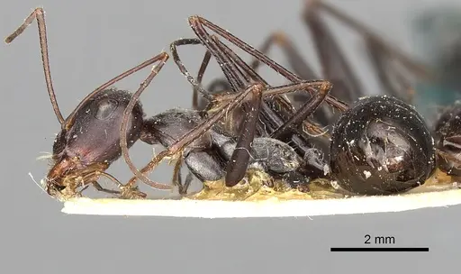 Cataglyphis isis specimen CASENT0249889 image casent0249889_3