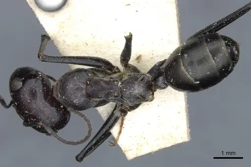 Cataglyphis isis specimen CASENT0911117 image casent0911117_1