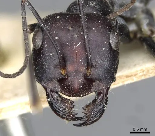 Cataglyphis isis specimen CASENT0911117 image casent0911117_2
