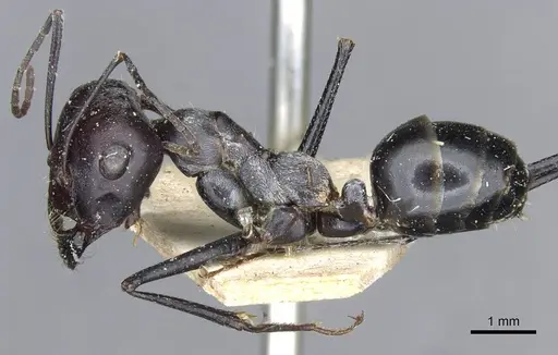 Cataglyphis isis specimen CASENT0911117 image casent0911117_3
