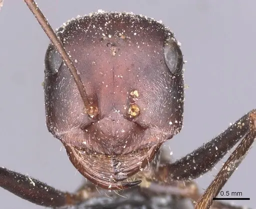 Cataglyphis isis specimen CASENT0912205 image casent0912205_2