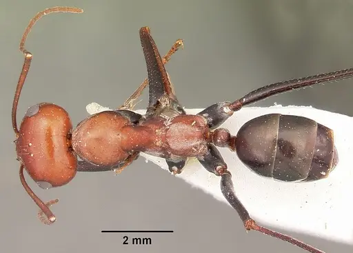 Cataglyphis laevior specimen CASENT0104615 image casent0104615_1