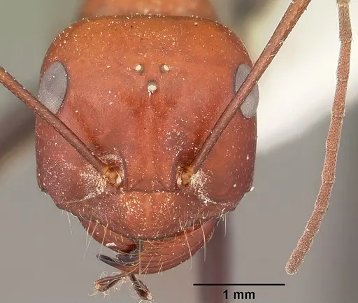 Cataglyphis laevior specimen CASENT0104615 image casent0104615_2