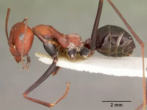 Cataglyphis laevior specimen CASENT0104615 image casent0104615_3