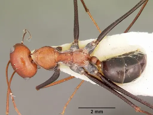 Cataglyphis laevior specimen CASENT0104616 image casent0104616_1