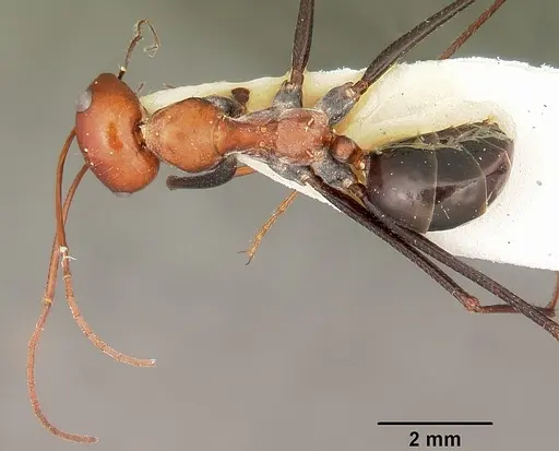Cataglyphis laevior specimen CASENT0104616 image casent0104616_2