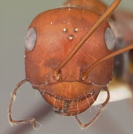 Cataglyphis laevior specimen CASENT0104616 image casent0104616_3