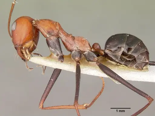 Cataglyphis laevior specimen CASENT0104616 image casent0104616_4