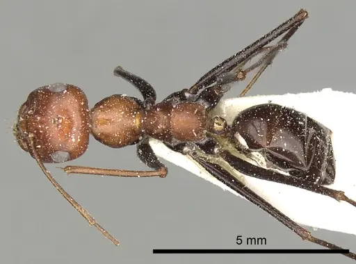 Cataglyphis laevior specimen CASENT0249841 image casent0249841_1