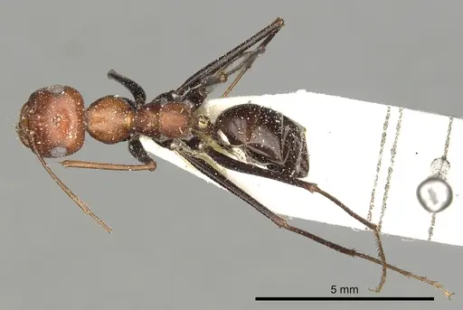 Cataglyphis laevior specimen CASENT0249841 image casent0249841_2