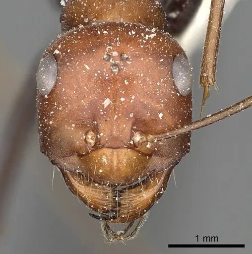 Cataglyphis laevior specimen CASENT0249841 image casent0249841_3
