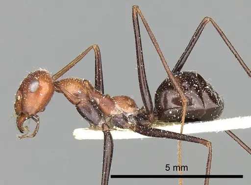 Cataglyphis laevior specimen CASENT0249841 image casent0249841_4