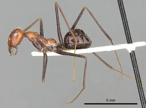 Cataglyphis laevior specimen CASENT0249841 image casent0249841_5