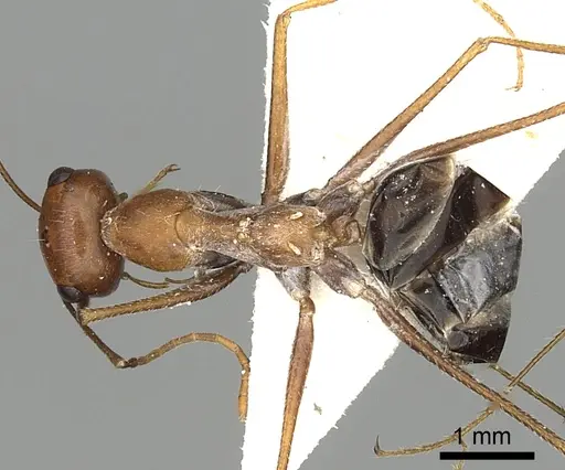 Cataglyphis laevior specimen CASENT0249842 image casent0249842_1