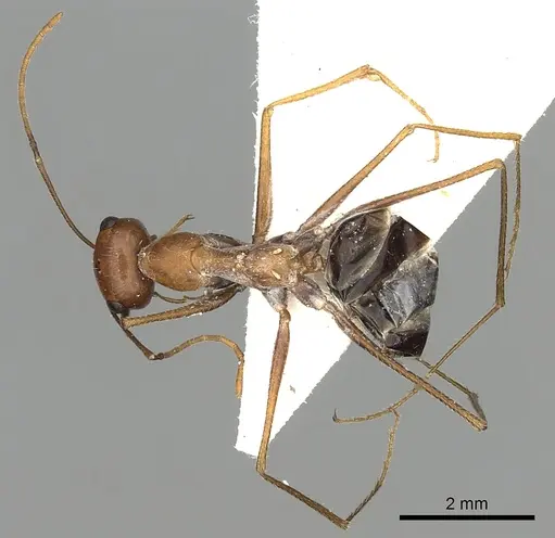 Cataglyphis laevior specimen CASENT0249842 image casent0249842_2