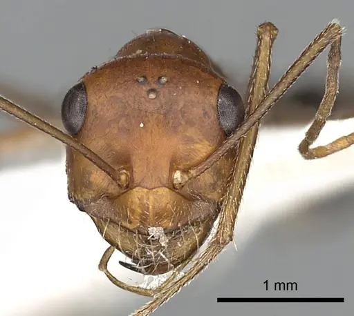 Cataglyphis laevior specimen CASENT0249842 image casent0249842_3