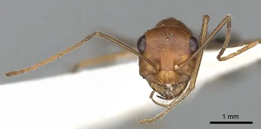 Cataglyphis laevior specimen CASENT0249842 image casent0249842_4