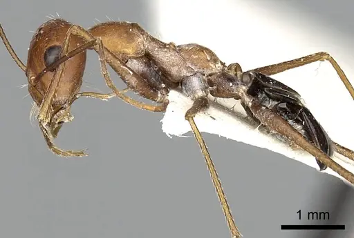 Cataglyphis laevior specimen CASENT0249842 image casent0249842_5