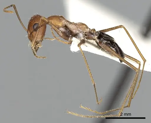 Cataglyphis laevior specimen CASENT0249842 image casent0249842_6