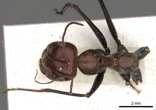 Cataglyphis laevior specimen CASENT0249843 image casent0249843_1