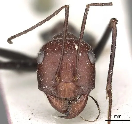 Cataglyphis laevior specimen CASENT0249843 image casent0249843_2